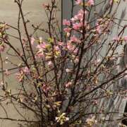 ヒメ日記 2025/02/23 20:49 投稿 寺島 まこと ほっこりーヌ谷九店