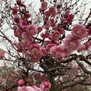 ヒメ日記 2025/03/09 09:04 投稿 寺島 まこと ほっこりーヌ谷九店