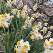 ヒメ日記 2025/03/09 20:50 投稿 寺島 まこと ほっこりーヌ谷九店