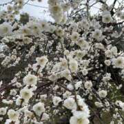 ヒメ日記 2025/03/12 08:42 投稿 寺島 まこと ほっこりーヌ谷九店