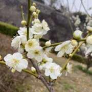 ヒメ日記 2025/03/12 22:08 投稿 寺島 まこと ほっこりーヌ谷九店