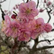 ヒメ日記 2025/03/16 08:24 投稿 寺島 まこと ほっこりーヌ谷九店