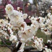 ヒメ日記 2025/03/19 08:32 投稿 寺島 まこと ほっこりーヌ谷九店