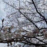 ヒメ日記 2025/03/23 08:37 投稿 寺島 まこと ほっこりーヌ谷九店