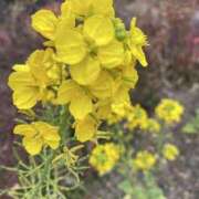 ヒメ日記 2025/03/26 08:21 投稿 寺島 まこと ほっこりーヌ谷九店