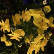 ヒメ日記 2025/03/26 22:11 投稿 寺島 まこと ほっこりーヌ谷九店