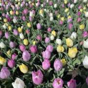 ヒメ日記 2025/04/13 08:33 投稿 寺島 まこと ほっこりーヌ谷九店