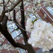 ヒメ日記 2025/04/16 08:20 投稿 寺島 まこと ほっこりーヌ谷九店