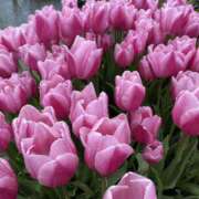 ヒメ日記 2025/04/16 21:26 投稿 寺島 まこと ほっこりーヌ谷九店