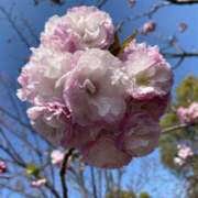 ヒメ日記 2025/04/20 08:29 投稿 寺島 まこと ほっこりーヌ谷九店