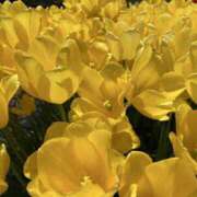 ヒメ日記 2025/04/20 22:14 投稿 寺島 まこと ほっこりーヌ谷九店