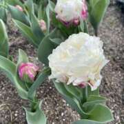 ヒメ日記 2025/04/27 08:45 投稿 寺島 まこと ほっこりーヌ谷九店