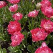 ヒメ日記 2025/04/27 20:54 投稿 寺島 まこと ほっこりーヌ谷九店