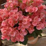 ヒメ日記 2025/05/07 21:53 投稿 寺島 まこと ほっこりーヌ谷九店