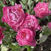 ヒメ日記 2025/05/11 08:57 投稿 寺島 まこと ほっこりーヌ谷九店