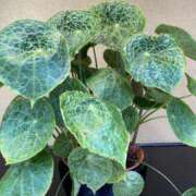 ヒメ日記 2025/05/11 21:36 投稿 寺島 まこと ほっこりーヌ谷九店