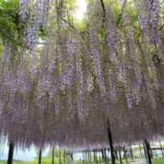 ヒメ日記 2025/05/14 08:23 投稿 寺島 まこと ほっこりーヌ谷九店