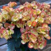 ヒメ日記 2025/05/25 22:05 投稿 寺島 まこと ほっこりーヌ谷九店