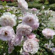 ヒメ日記 2025/05/28 08:43 投稿 寺島 まこと ほっこりーヌ谷九店