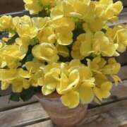 ヒメ日記 2025/06/04 21:07 投稿 寺島 まこと ほっこりーヌ谷九店