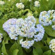 ヒメ日記 2025/06/08 08:20 投稿 寺島 まこと ほっこりーヌ谷九店