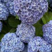 ヒメ日記 2025/06/15 09:00 投稿 寺島 まこと ほっこりーヌ谷九店