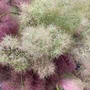 ヒメ日記 2025/06/22 21:51 投稿 寺島 まこと ほっこりーヌ谷九店