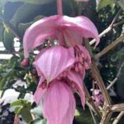 ヒメ日記 2025/07/27 08:40 投稿 寺島 まこと ほっこりーヌ谷九店