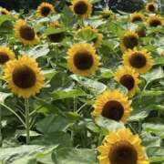 ヒメ日記 2025/08/17 22:08 投稿 寺島 まこと ほっこりーヌ谷九店