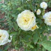 ヒメ日記 2025/09/10 08:28 投稿 寺島 まこと ほっこりーヌ谷九店