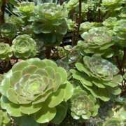 ヒメ日記 2025/09/28 21:55 投稿 寺島 まこと ほっこりーヌ谷九店