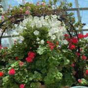 ヒメ日記 2025/11/12 08:39 投稿 寺島 まこと ほっこりーヌ谷九店