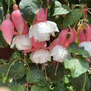 ヒメ日記 2025/11/12 22:46 投稿 寺島 まこと ほっこりーヌ谷九店