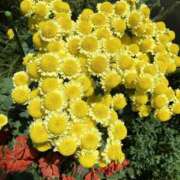 ヒメ日記 2025/12/14 08:42 投稿 寺島 まこと ほっこりーヌ谷九店