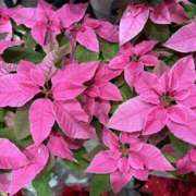 ヒメ日記 2025/12/17 08:54 投稿 寺島 まこと ほっこりーヌ谷九店