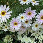 ヒメ日記 2025/12/28 20:22 投稿 寺島 まこと ほっこりーヌ谷九店