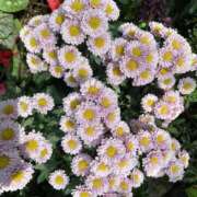 ヒメ日記 2026/01/25 20:17 投稿 寺島 まこと ほっこりーヌ谷九店