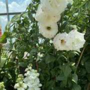 ヒメ日記 2026/02/04 21:30 投稿 寺島 まこと ほっこりーヌ谷九店