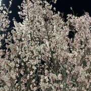 ヒメ日記 2026/03/29 08:49 投稿 寺島 まこと ほっこりーヌ谷九店
