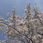 ヒメ日記 2026/04/08 08:48 投稿 寺島 まこと ほっこりーヌ谷九店
