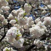 ヒメ日記 2026/04/29 08:25 投稿 寺島 まこと ほっこりーヌ谷九店