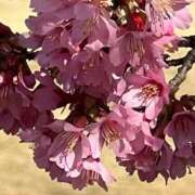 ヒメ日記 2026/03/28 20:56 投稿 広田 熟女の風俗最終章 新横浜店