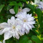 ヒメ日記 2025/07/20 13:12 投稿 りほ 横浜パフパフチェリーパイ