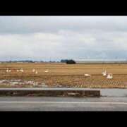 りほ すみません🥲 横浜パフパフチェリーパイ