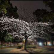 ヒメ日記 2026/03/31 13:22 投稿 りほ 横浜パフパフチェリーパイ