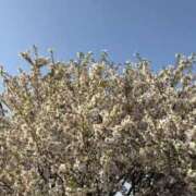 ヒメ日記 2025/04/17 22:02 投稿 さくら 横浜パフパフチェリーパイ