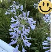 ヒメ日記 2025/06/29 08:22 投稿 さくら 横浜パフパフチェリーパイ