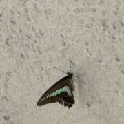 ヒメ日記 2025/08/08 08:22 投稿 さくら 横浜パフパフチェリーパイ