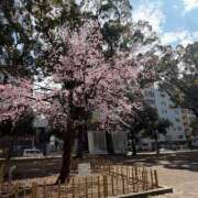 ヒメ日記 2026/03/25 14:02 投稿 さくら 横浜パフパフチェリーパイ