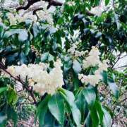 ヒメ日記 2025/04/25 07:27 投稿 まりな 土浦ハッピーマットパラダイス